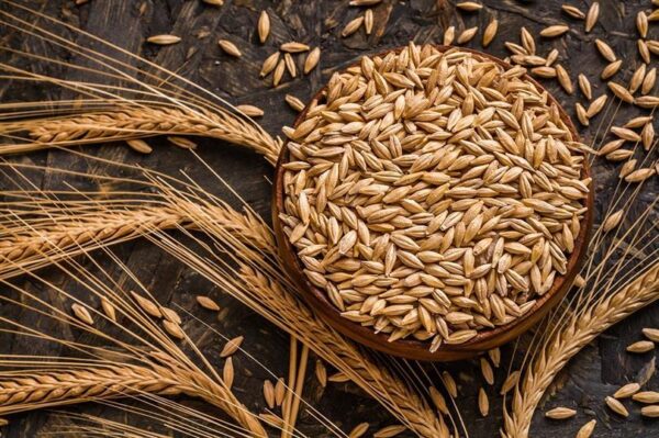 T-YEM Arpa Tane 10 Kg – Çiftlik Hayvanları İçin Kaliteli Yem Seçeneği - Görsel 4